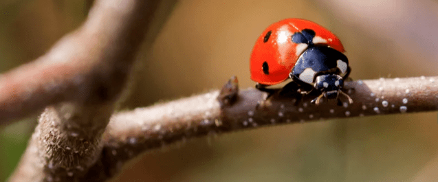 Lady bug on a branch